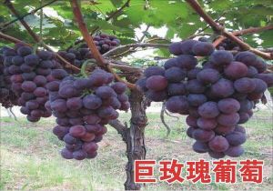 泸州先氏果树种植基地-