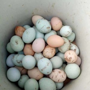 泸州全生态绿壳土鸡蛋-